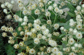 Anaphalis triplinervis